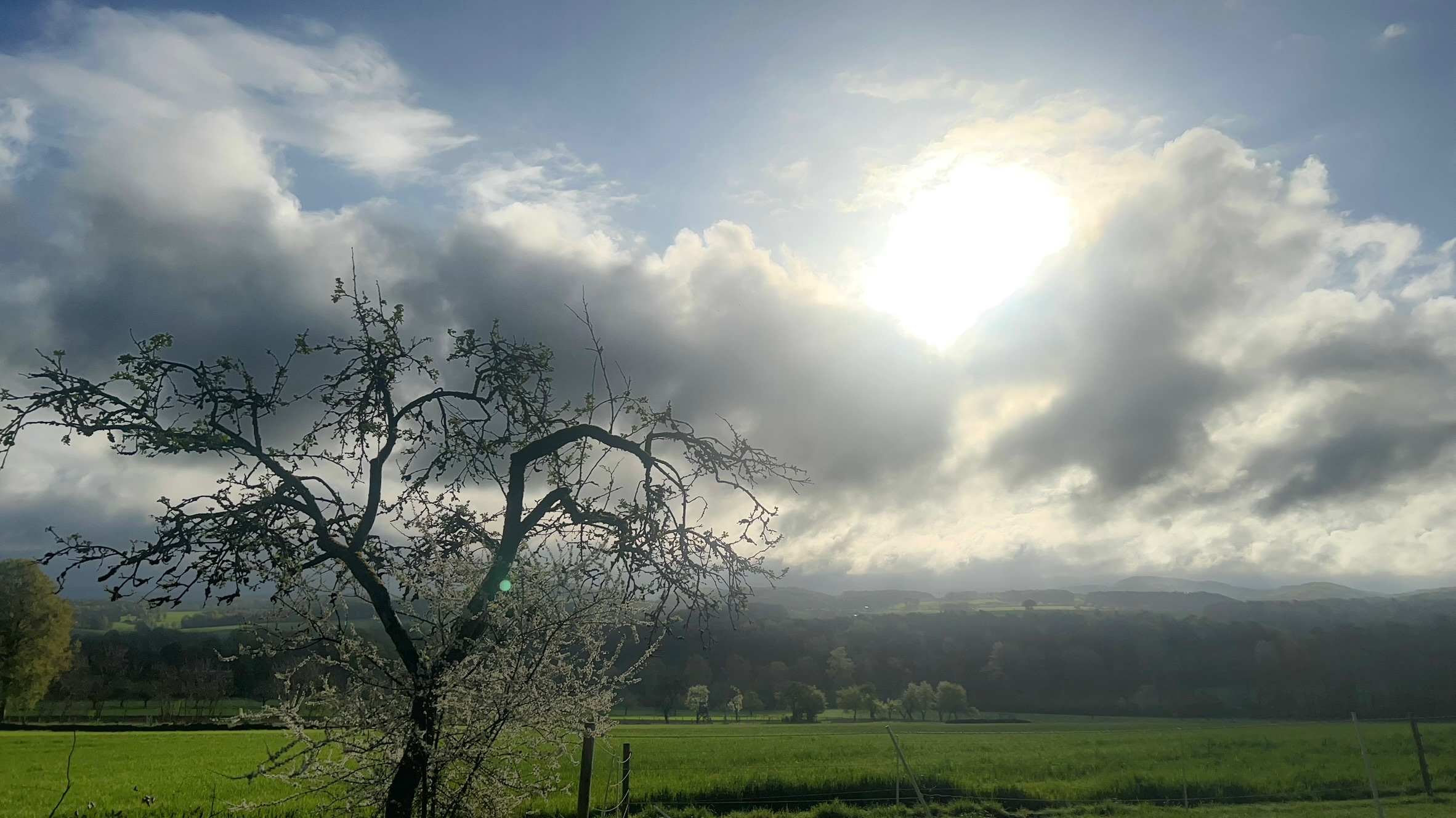Blick von der Bushaltestelle auf die Felder Loheland, mit einem grünenden Baum im Vordergrund. Dunkle Wolken, die Sonne scheint dazwischen hervor.