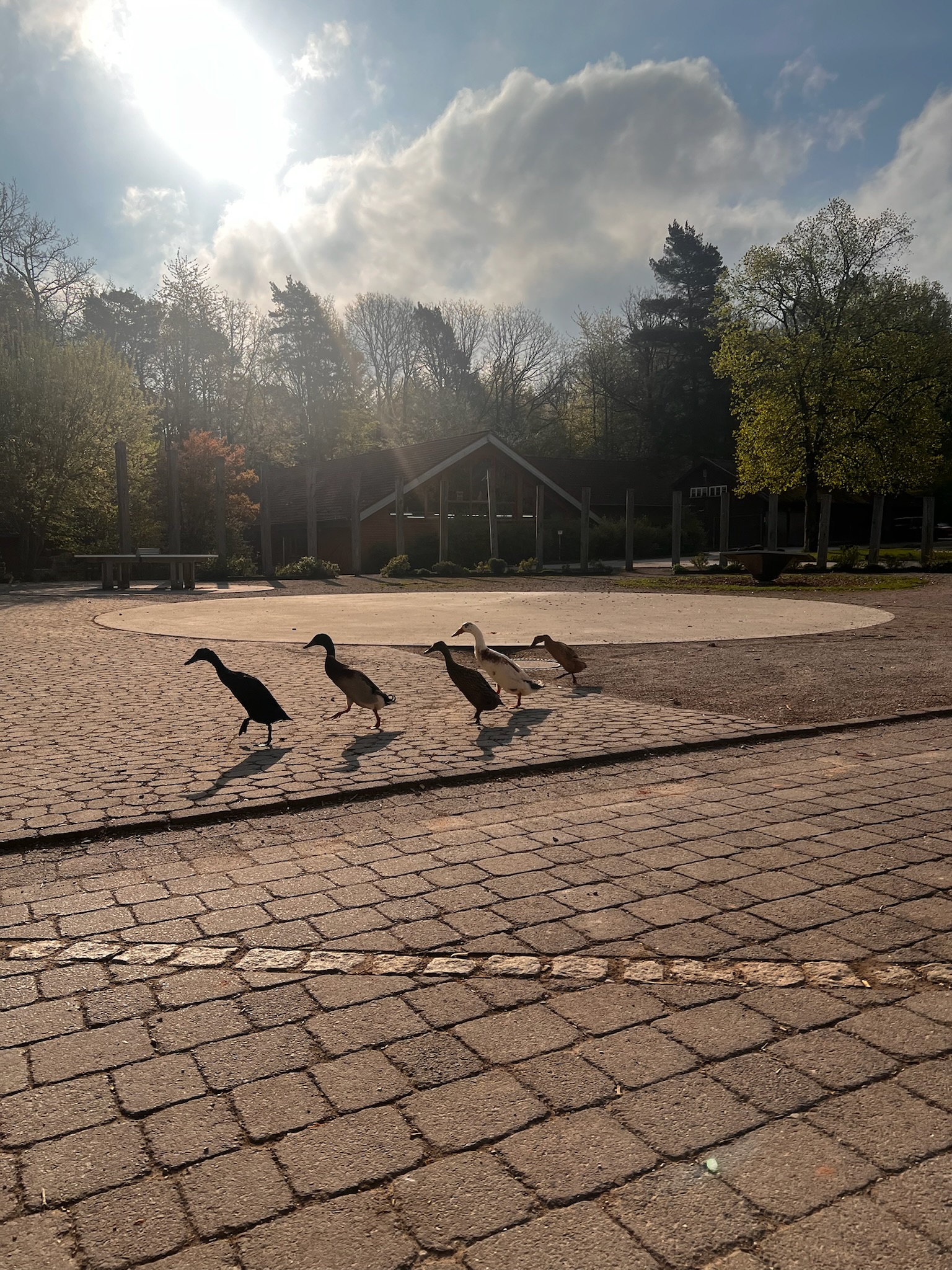 Fünf Laufenten laufen im Gegenlicht von rechts nach links über den Platz vor dem Haus für Spiel und Bewegung.