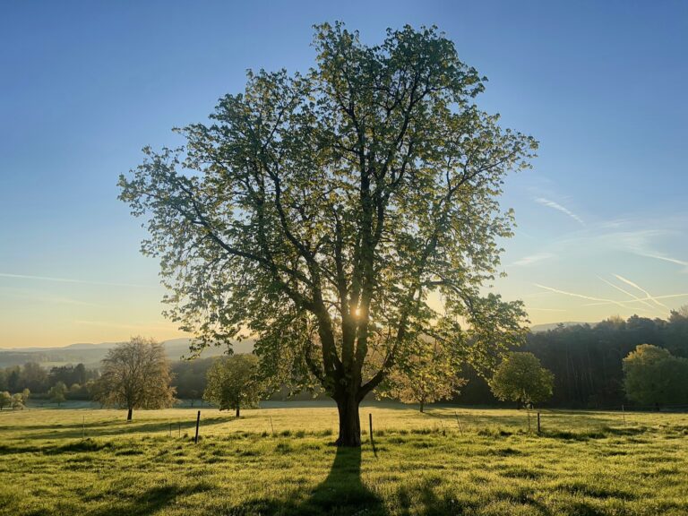Bildbeschreibung Sonne hinter dem Stamm eines Baumes auf den Weiden, bei Sonnenaufgang
