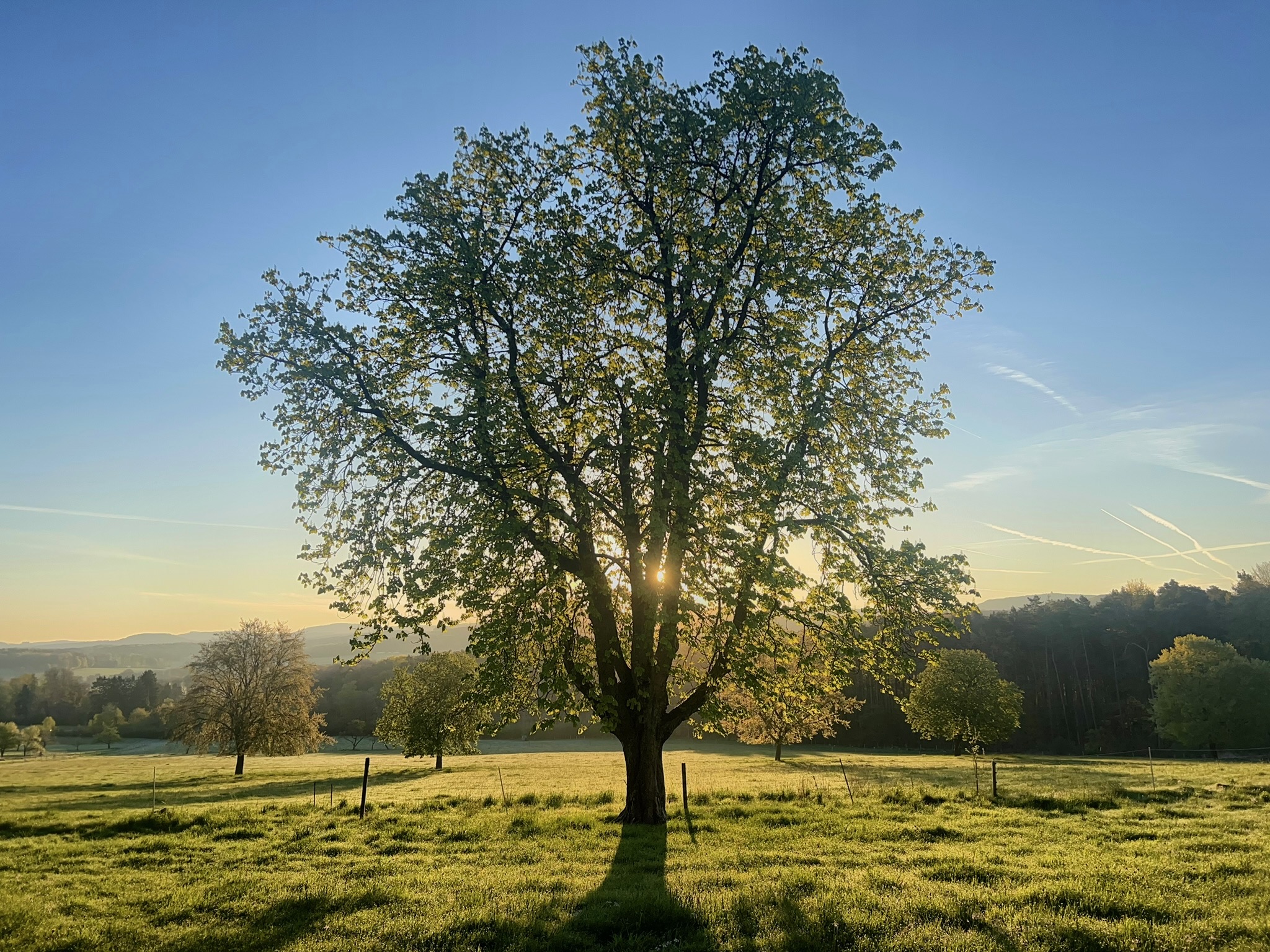 Bildbeschreibung Sonne hinter dem Stamm eines Baumes auf den Weiden, bei Sonnenaufgang