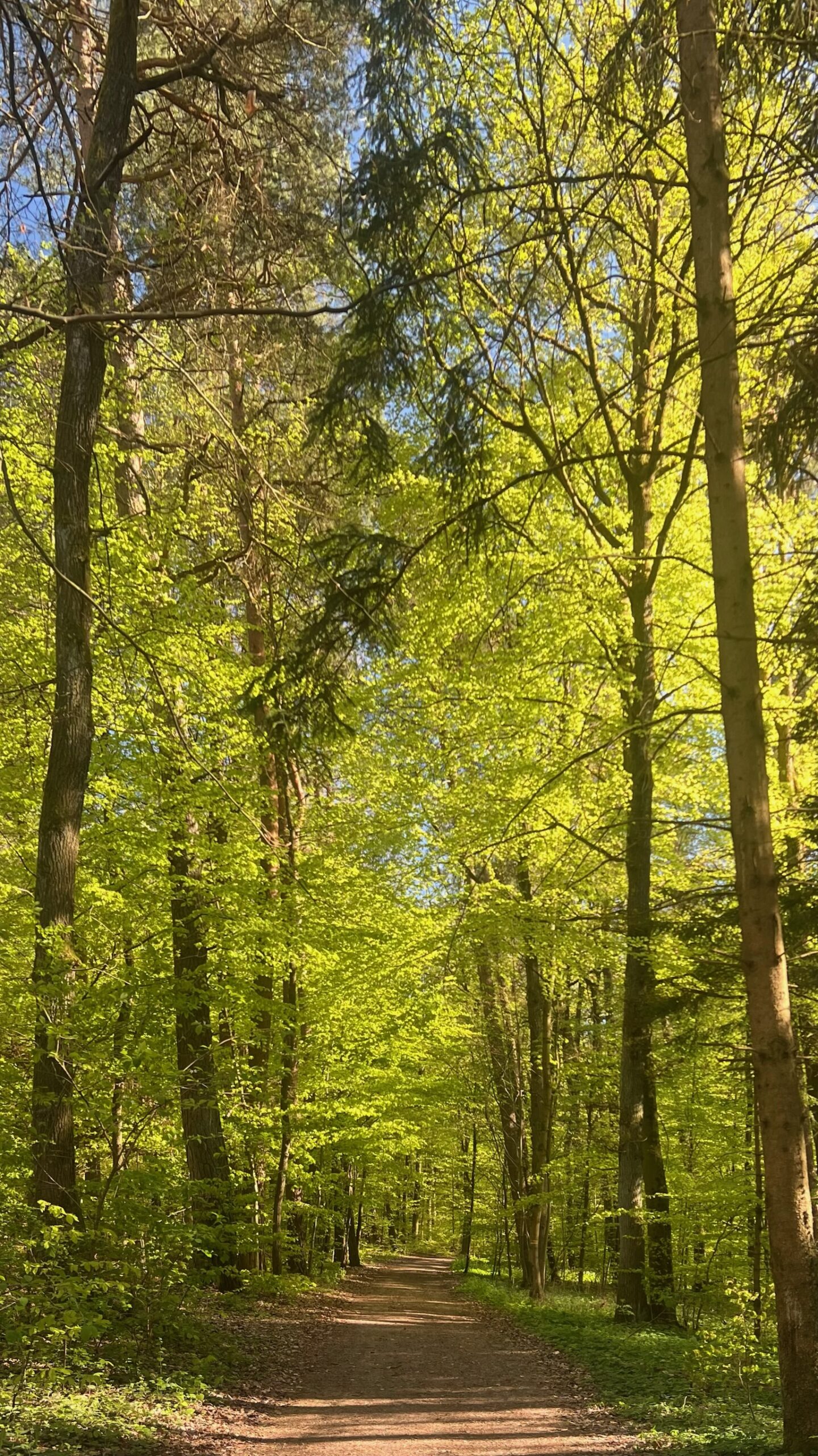 Waldweg