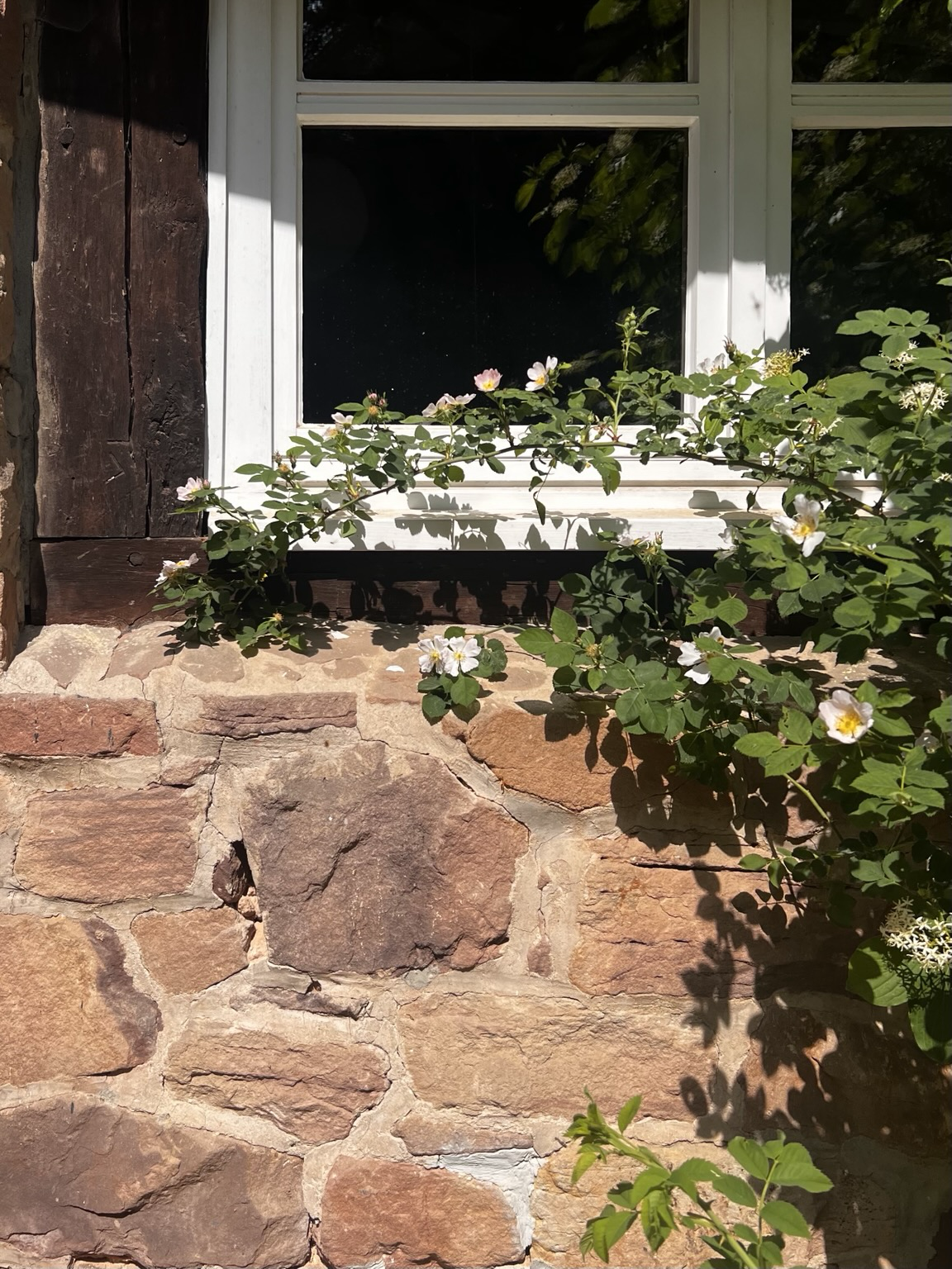 Fenster mit Holzrahmen in Natursteinmauer und Dünenrose davor am Kindergarten (Rundbau)