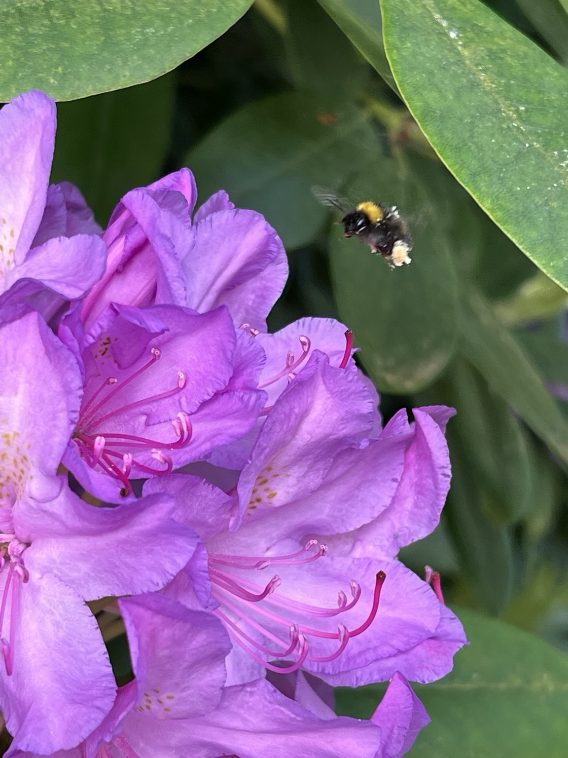 Insekt neben Rhodedendron-Blüte