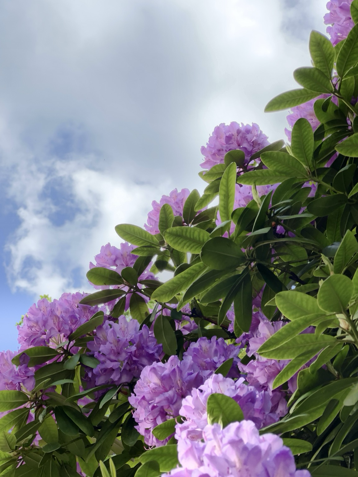 Rhodedendron vor Himmel