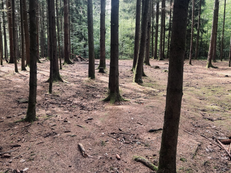 Waldboden unter Nadelbäumen, Baumstämme, im Hintergrund grün.