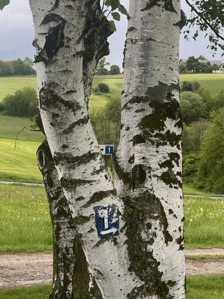 Baum (Birke) mit aufgemaltem Wegweiser sowie zwischen Astgabel sichtbarem Wegweiserschild (beide Wanderroute 1)
