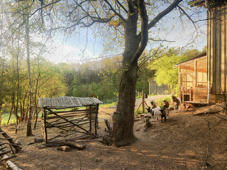 Blick vom Wiesenhaus auf Hühnerfreilauf mit Ziegen. In der Mitte Baum, links davon Futtertaufe, rechts Voliere.