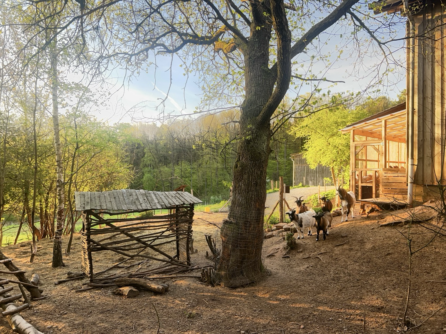 Blick vom Wiesenhaus auf Hühnerfreilauf mit Ziegen. In der Mitte Baum, links davon Futtertaufe, rechts Voliere.