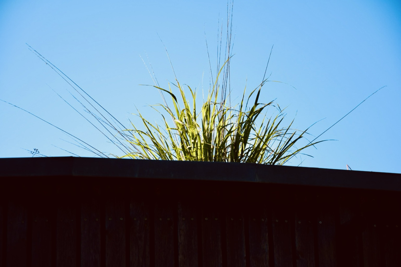 Gras auf dem Neubaudach.