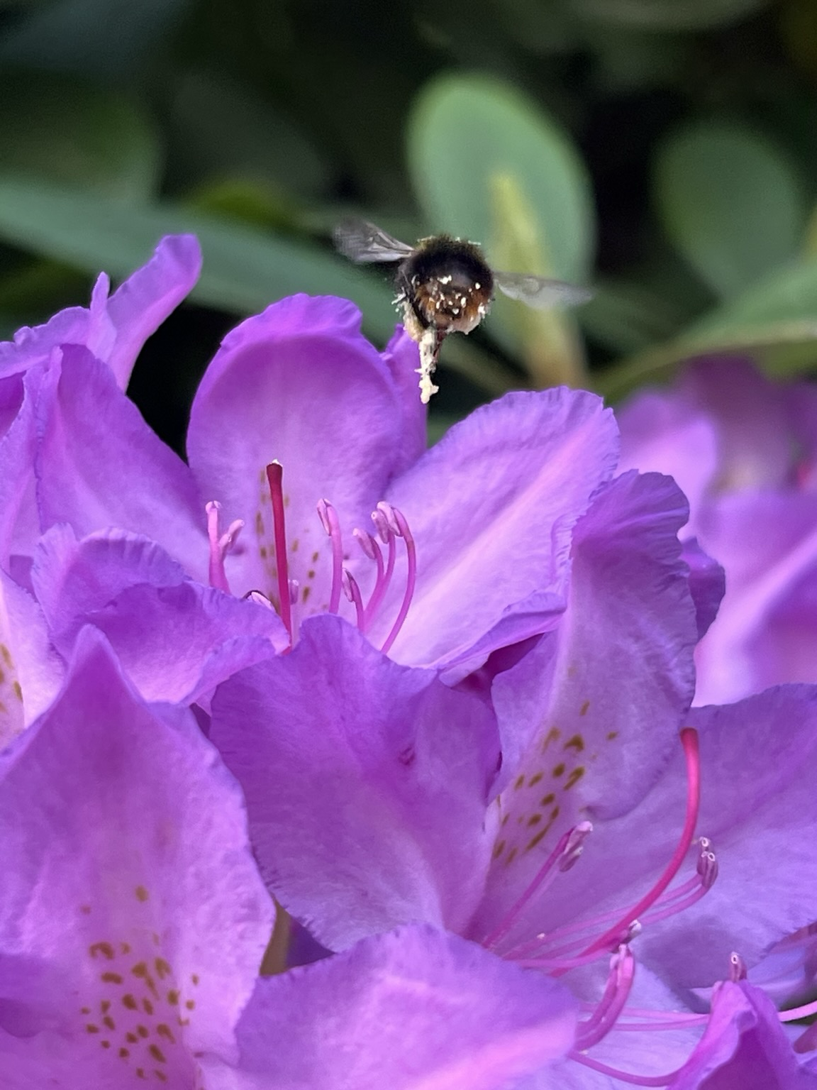 Insekt über Rhodedendron-Blüte