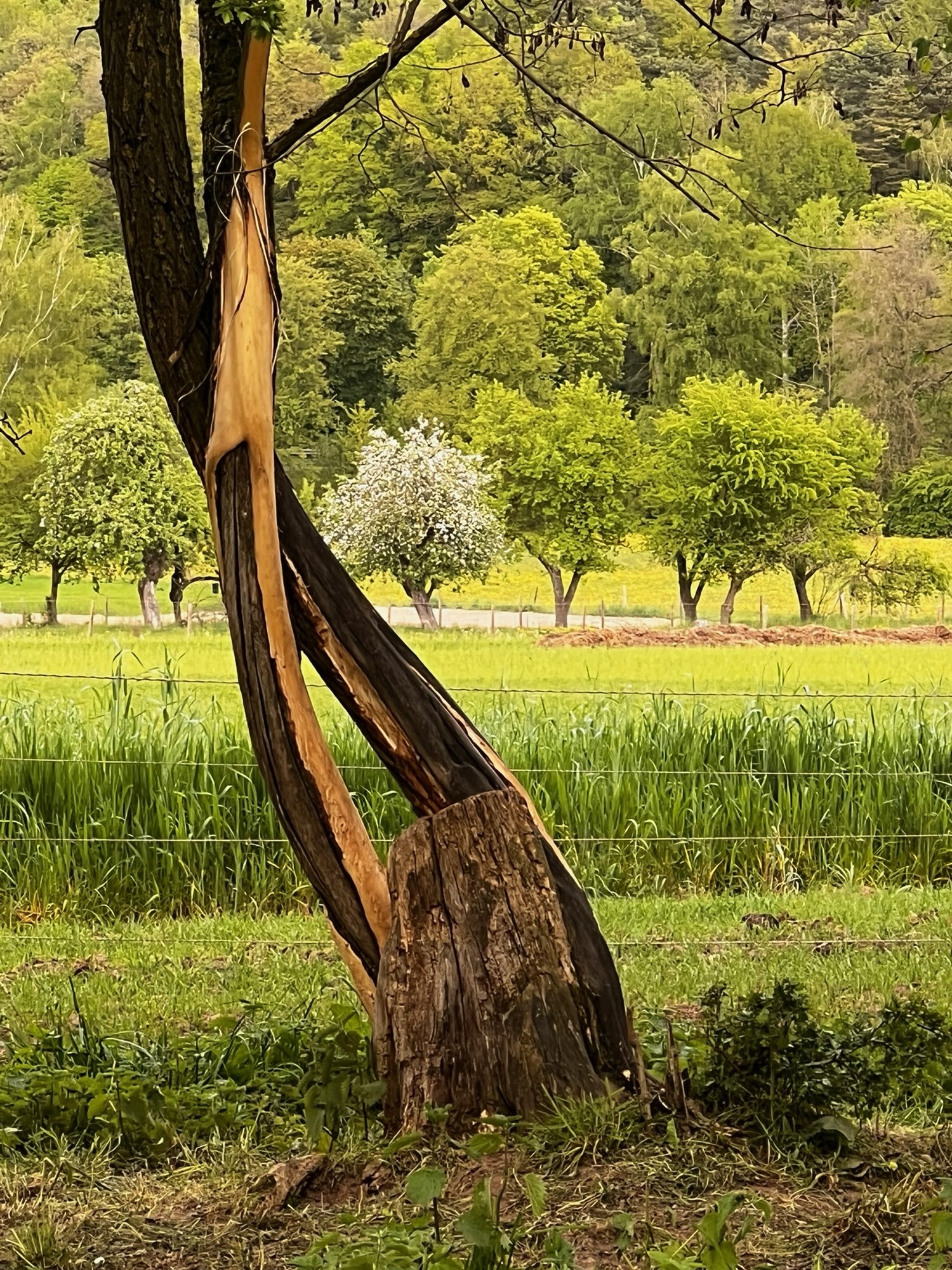 Baum mit abgeknabberter Rinde