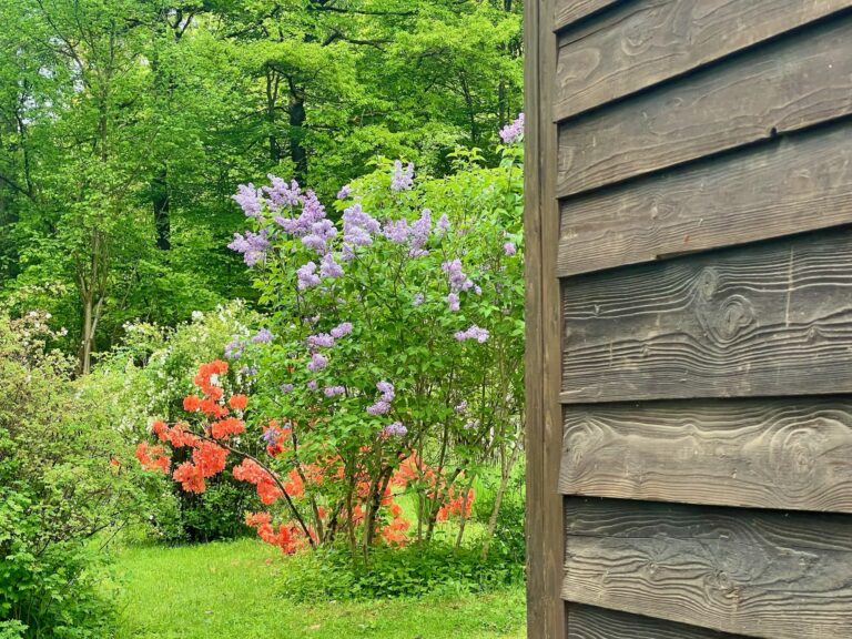 Blühende Blumen, rechts im Bild die Holzverkleidung der Waggonia.