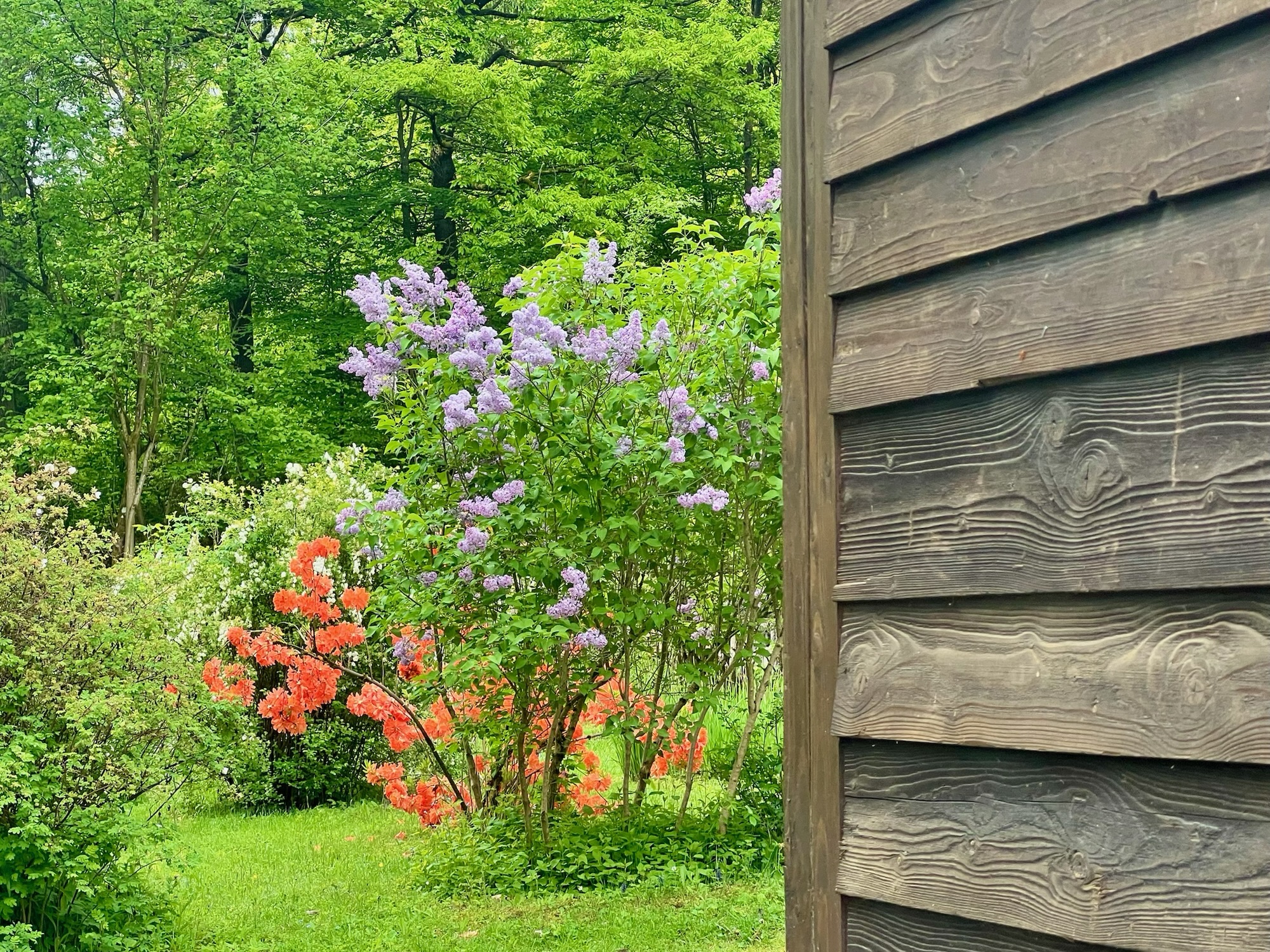 Blühende Blumen, rechts im Bild die Holzverkleidung der Waggonia.