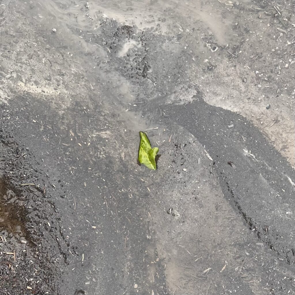Blatt in Regenpfütze