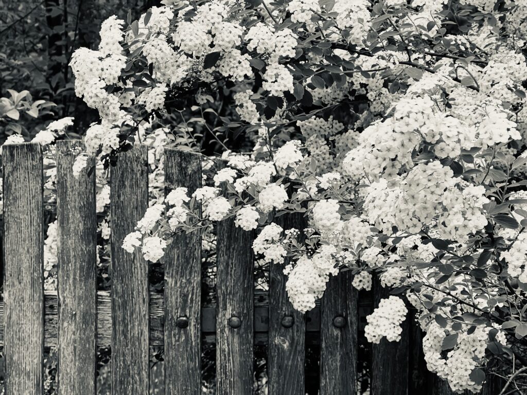 Blumen über Gartentor, schwarz-weiß