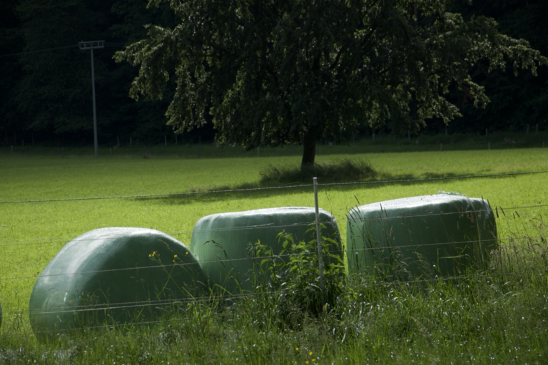 Silage-Ballen vor Baum auf Weide
