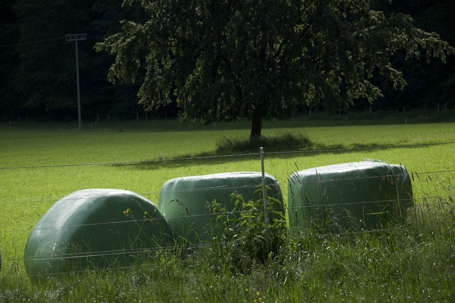 Silage-Ballen vor Baum auf Weide