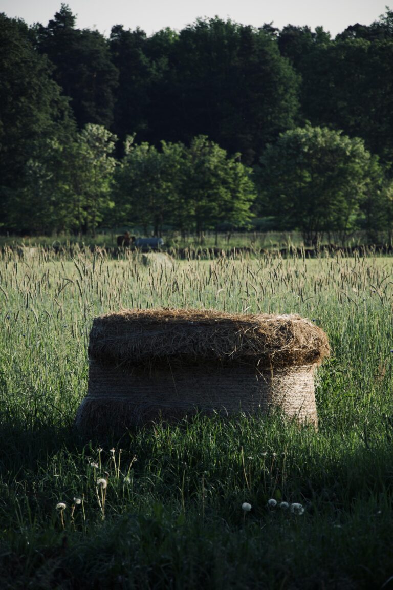 Ballen auf Feld, im Hintergrund Wald
