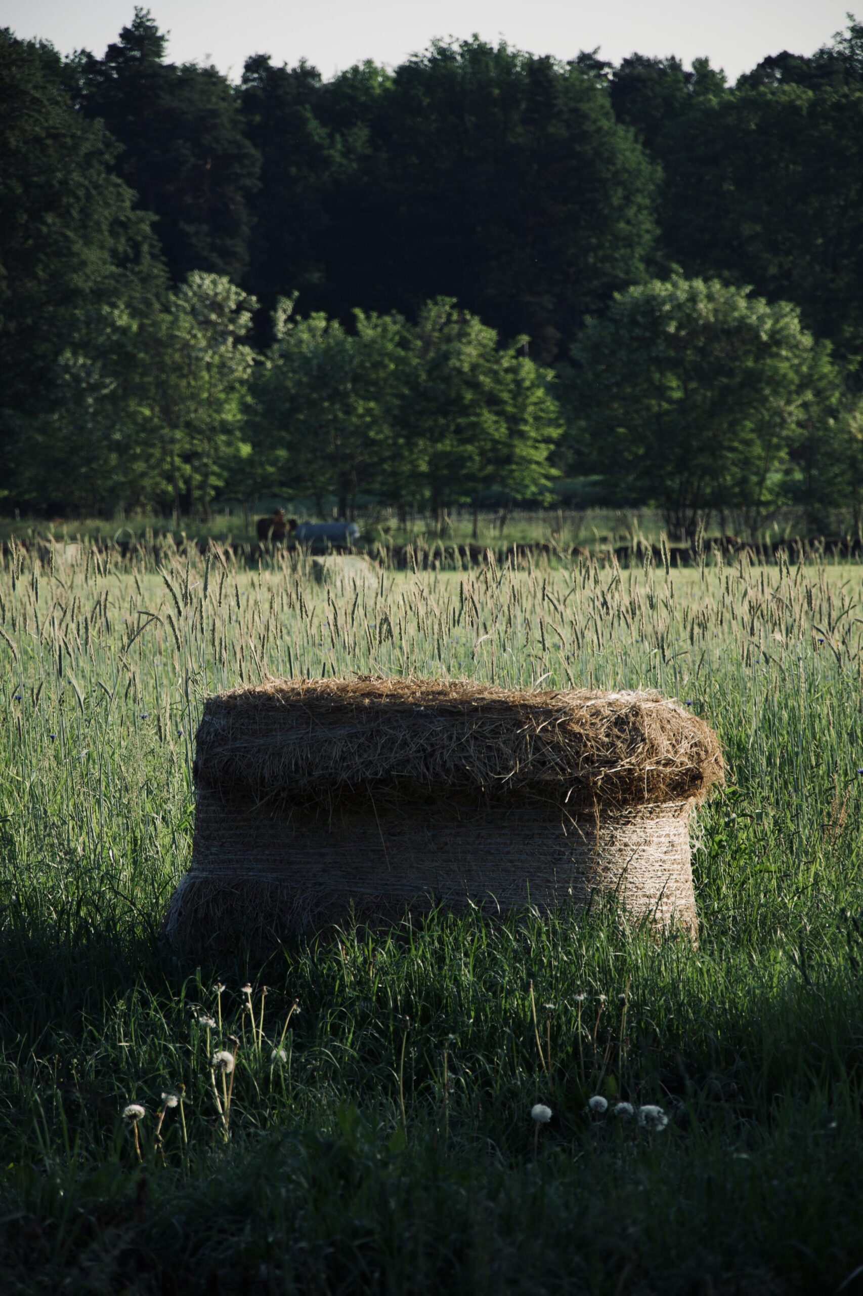 Ballen auf Feld, im Hintergrund Wald
