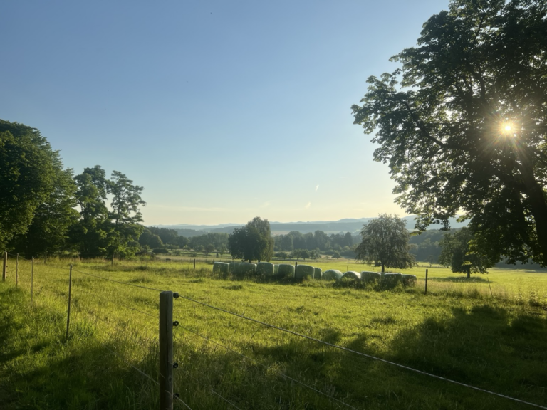 Frühmorgendlicher Blick auf die Weideb