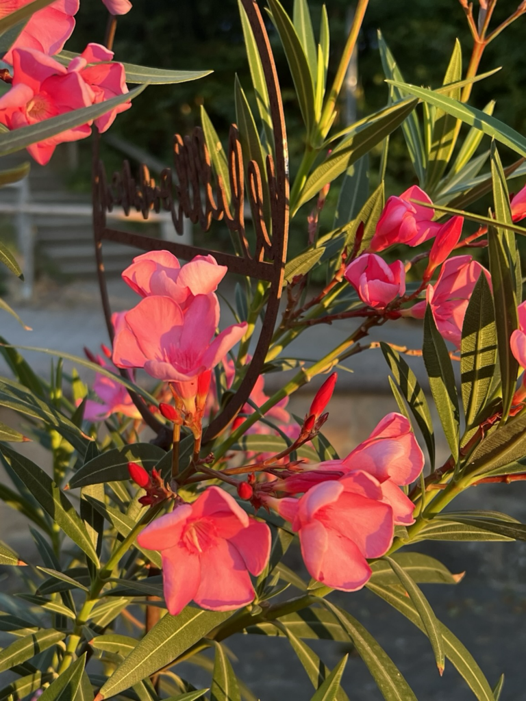 Blumen vor dem Wiesenhaus